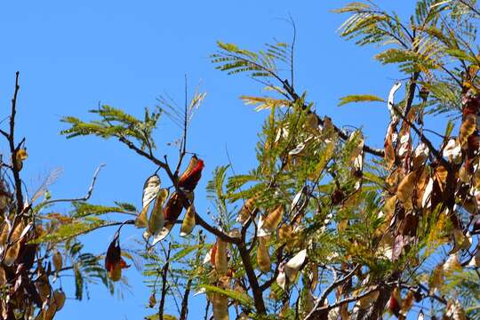 Imagem de Lysiloma aurita (Schltdl.) Benth.