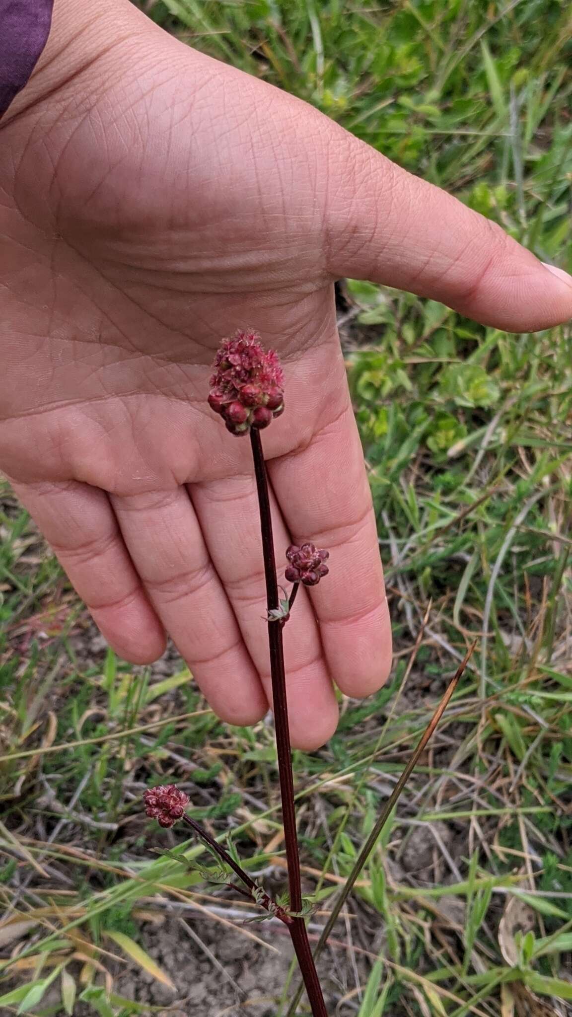 Imagem de Poterium sanguisorba subsp. polygamum (Waldst. & Kit.) Asch. & Graebn.