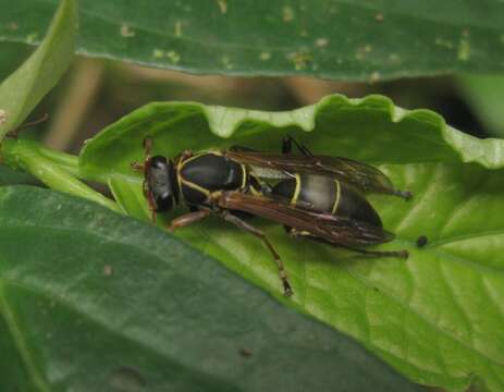 Image of Polistes pacificus Fabricius 1804