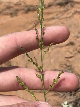 Image of Arizona signalgrass