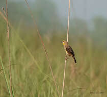 Image of Finn's Baya Weaver