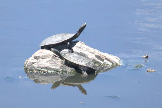 Image of Cotinga River Toadhead Turtle