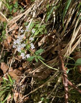 Image of <i>Valeriana tripteris</i>