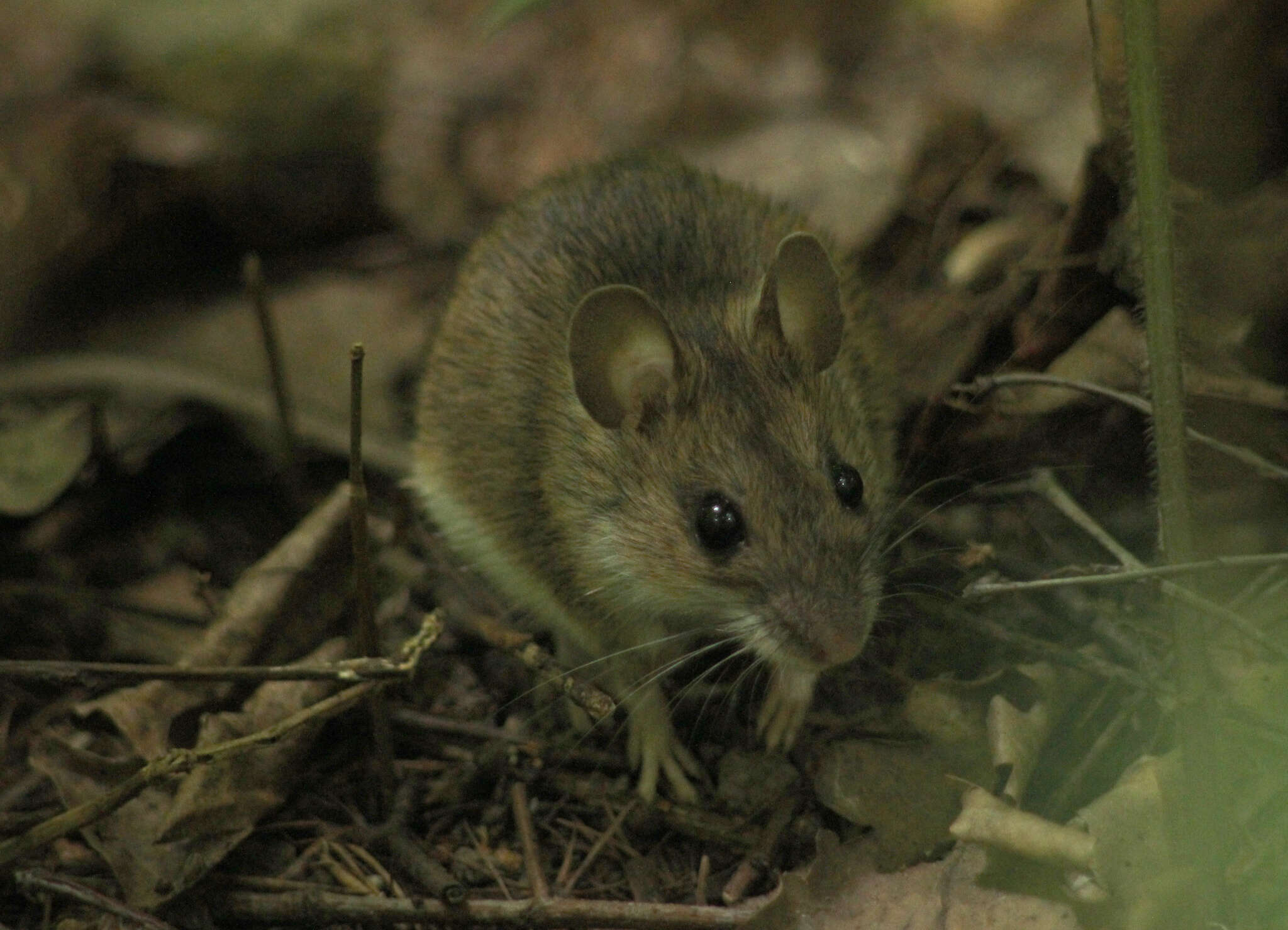 Image of Herb Field Mouse