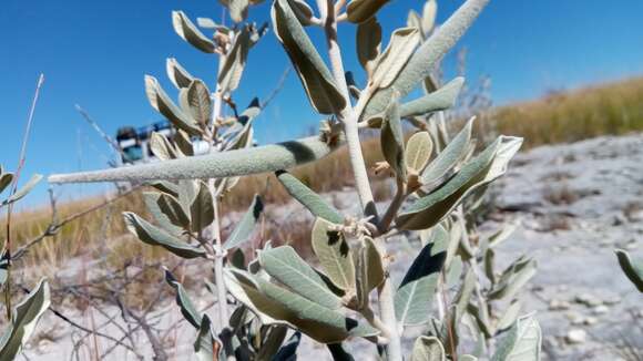 Image of Pervillaea venenata subsp. macrantha J. Klack.