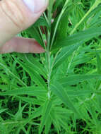 Image of prairie ironweed