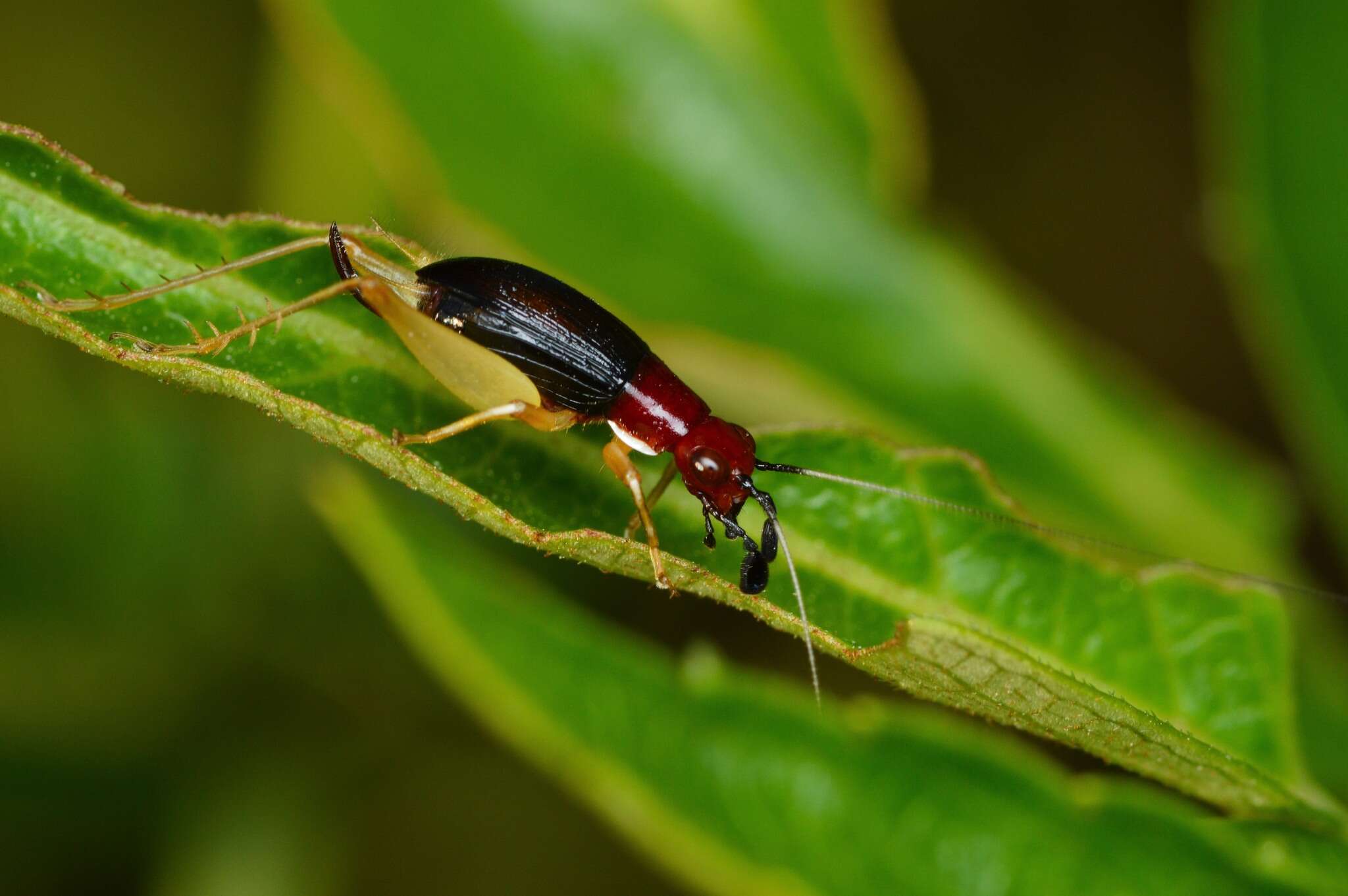 Слика од Phyllopalpus