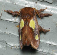 Image of Nanina Oak-Slug Moth