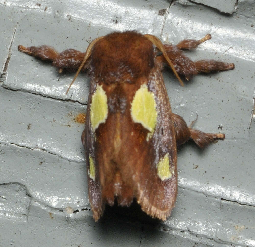 Image of Nanina Oak-Slug Moth