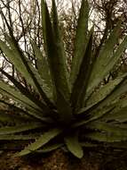 Agave xylonacantha Salm-Dyck resmi