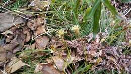 Image of Carex pisiformis Boott