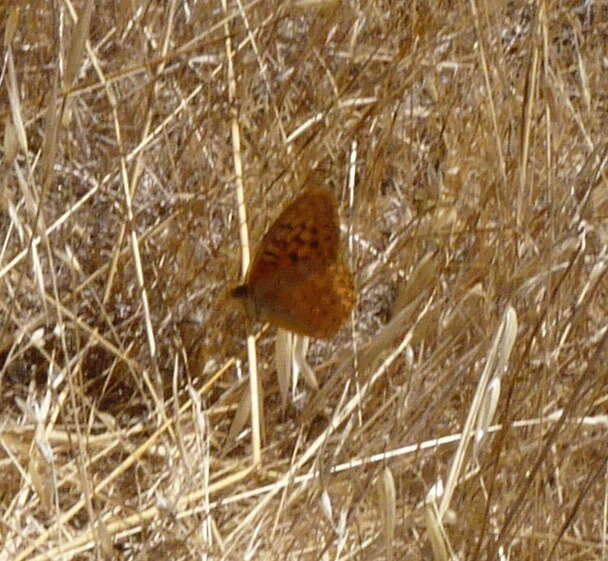 Image of Adiaste Fritillary