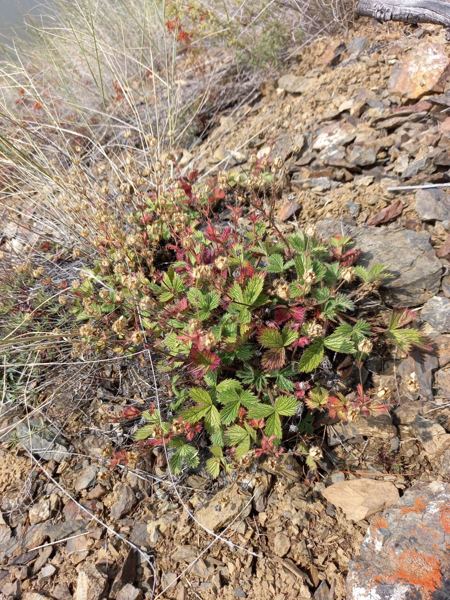 Image de Potentilla asperrima Turcz.