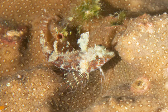 Image of High Hat Triplefin