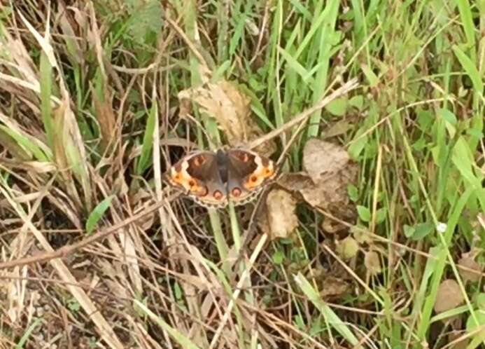 Image of Junonia orithya wallacei Distant 1883