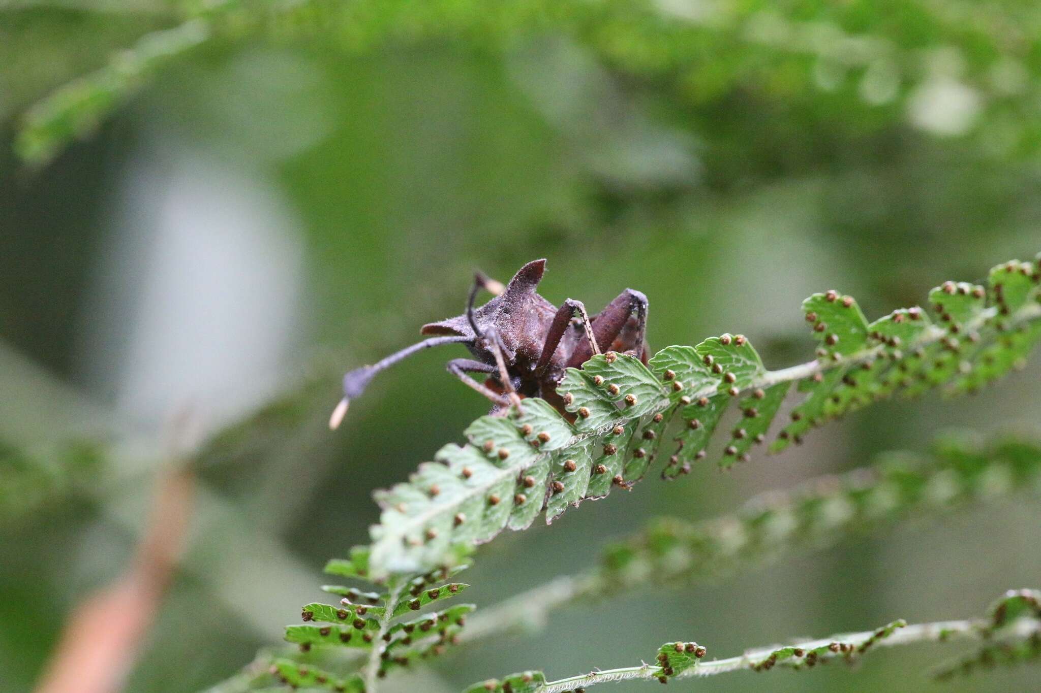 صورة Dalader formosanus Esaki 1931