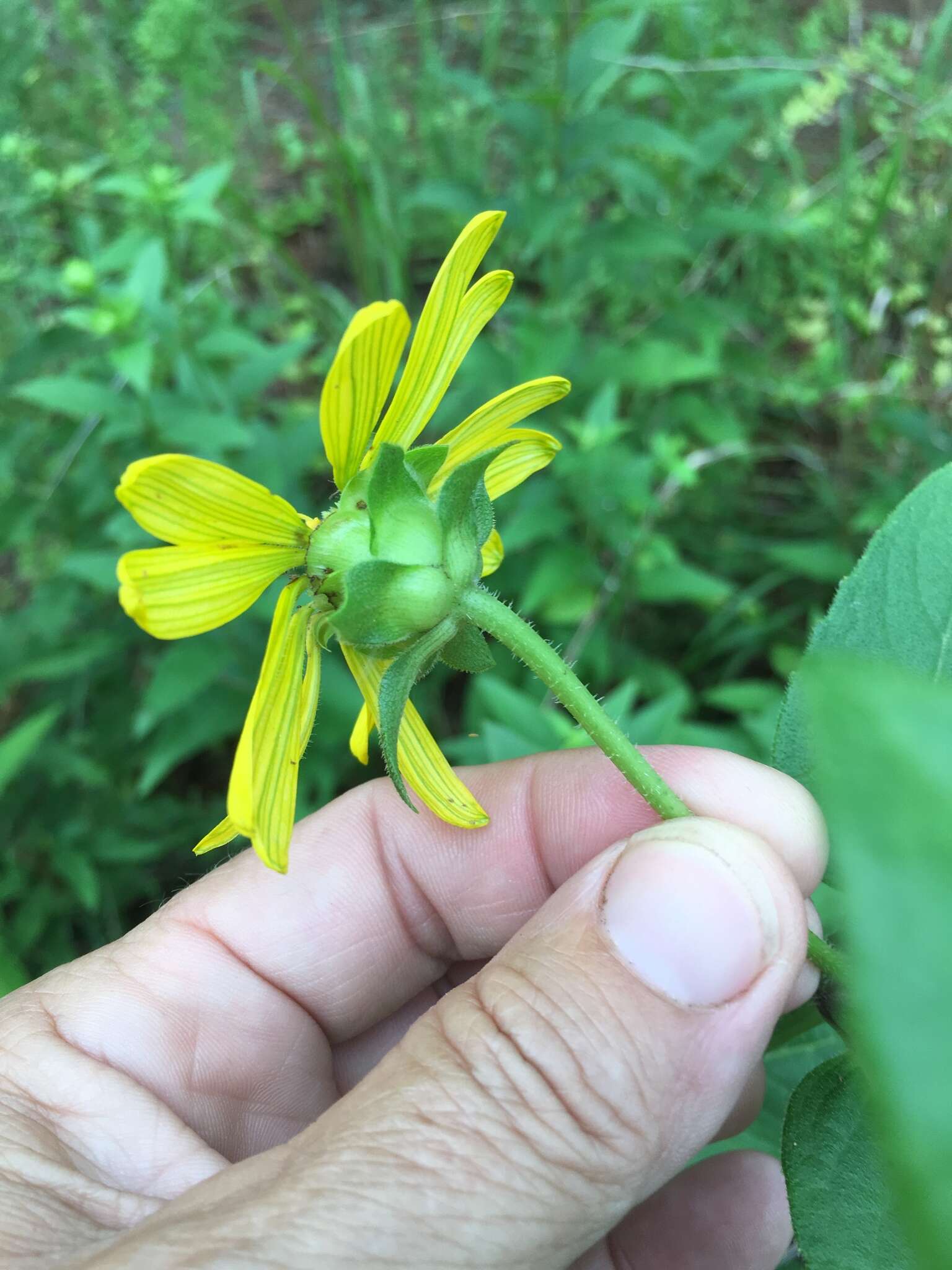 Image of starry rosinweed