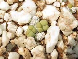 صورة Gibbaeum heathii (N. E. Br.) L. Bol.