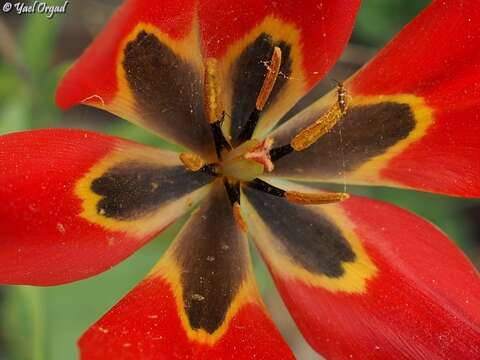 Image of Tulipa agenensis Redouté