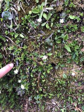 Image of scree saxifrage