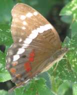 Image of Banded Peacock