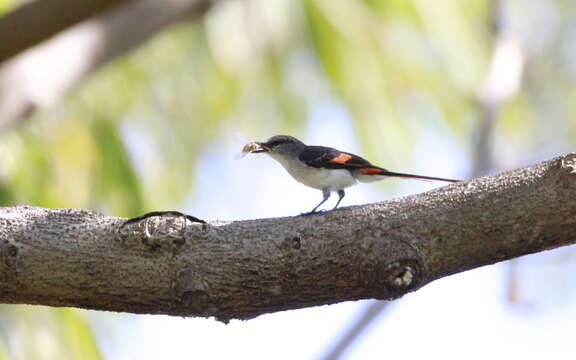 Image of Flores Minivet