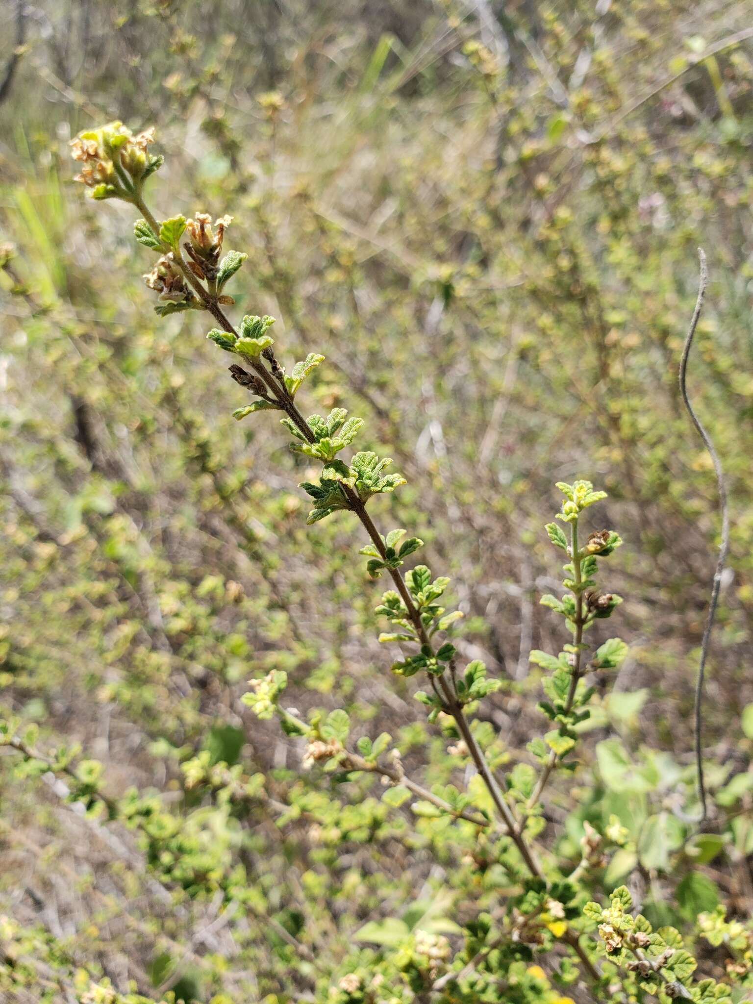 Image of Spanish thyme