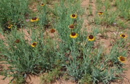 Image of Texas blueweed