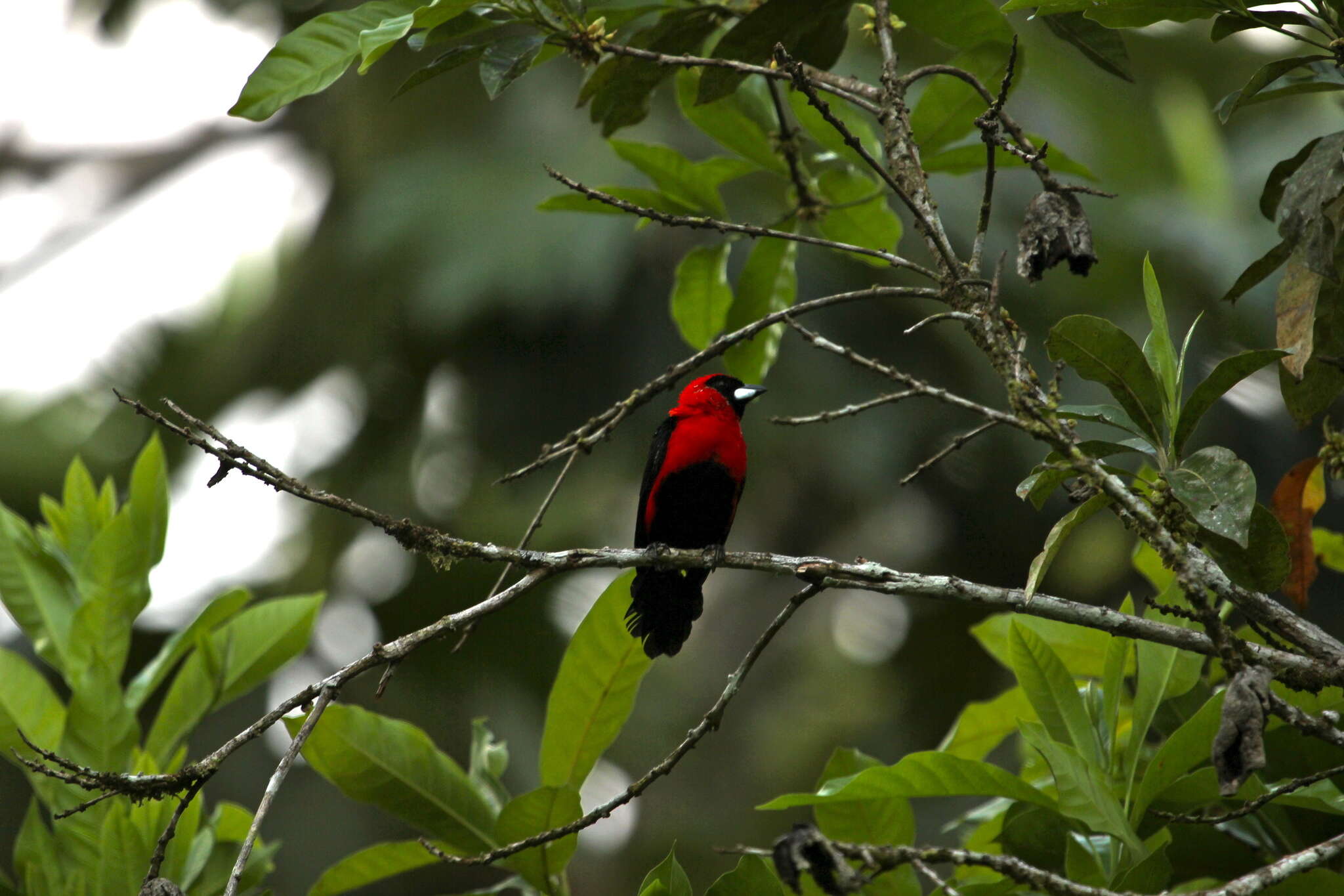 Plancia ëd Ramphocelus nigrogularis (Spix 1825)