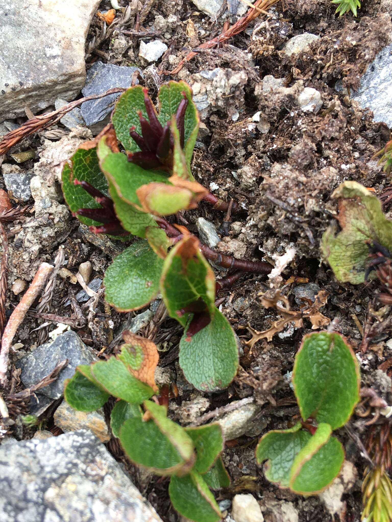 Image of snowbed willow