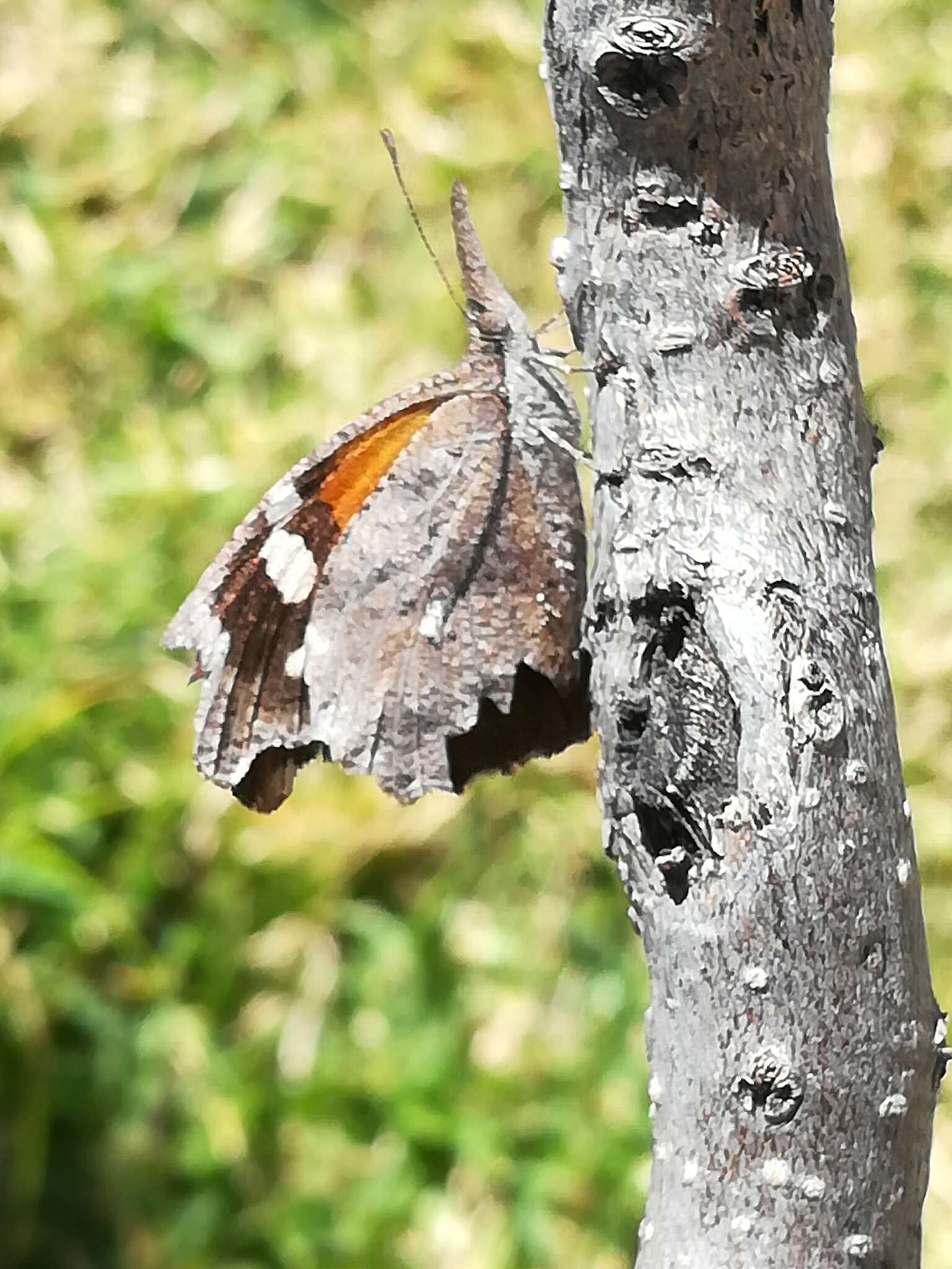 Image of Libytheana carinenta mexicana Michener 1943