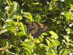 Image of Papilio hellanichus Hewitson 1868