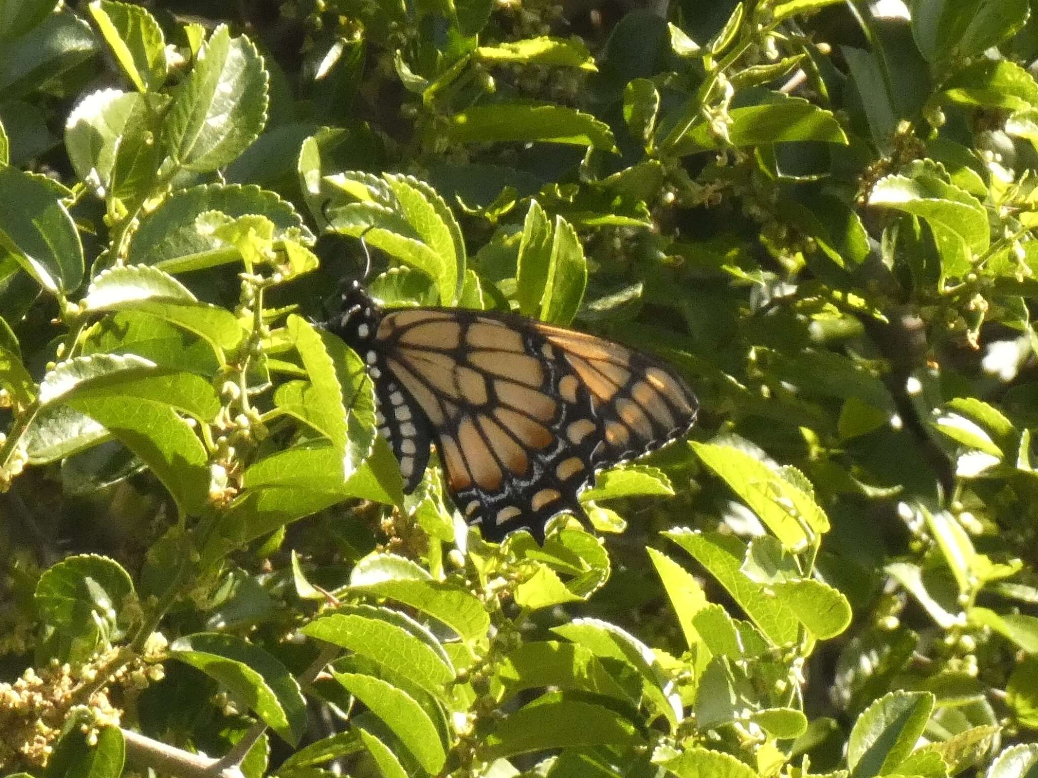 Image of Papilio hellanichus Hewitson 1868