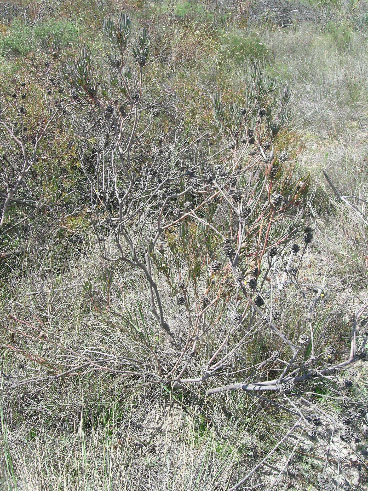 Image de Leucadendron flexuosum I. Williams