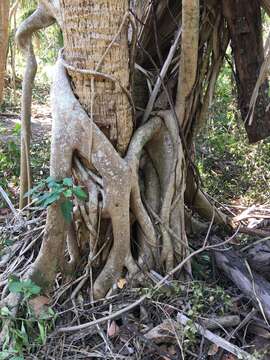 Ficus aurea Nutt.的圖片