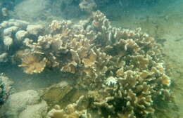 Image of Palm Lettuce Coral