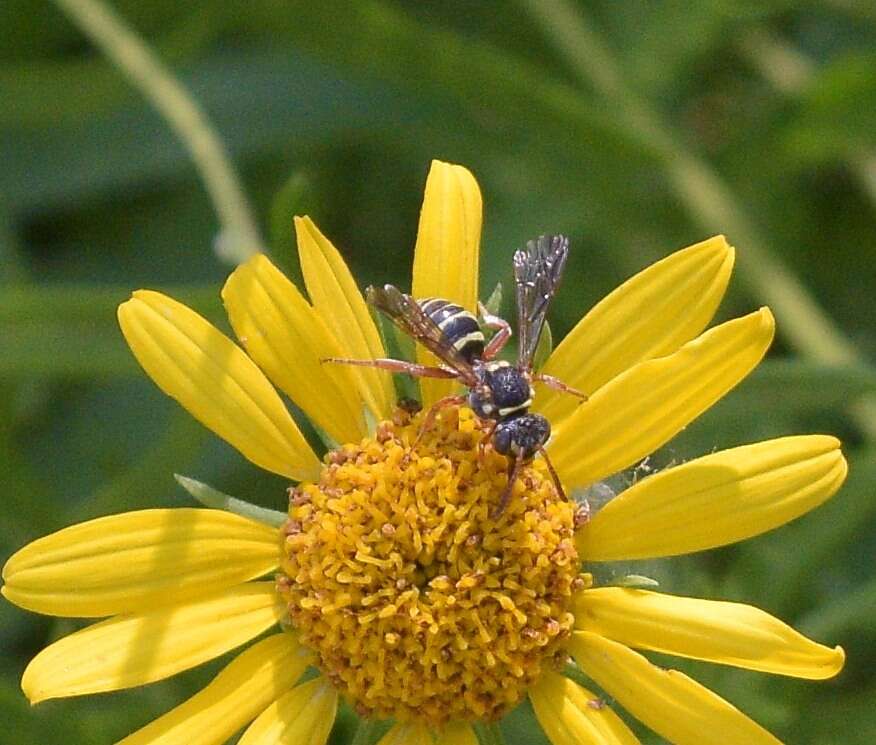 Image of Texas Nomad Bee