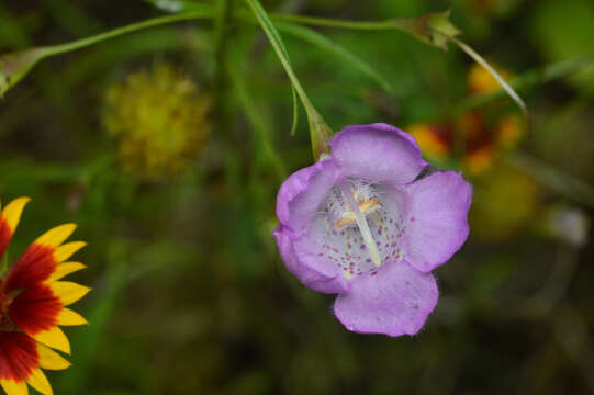 Image of stiffleaf false foxglove