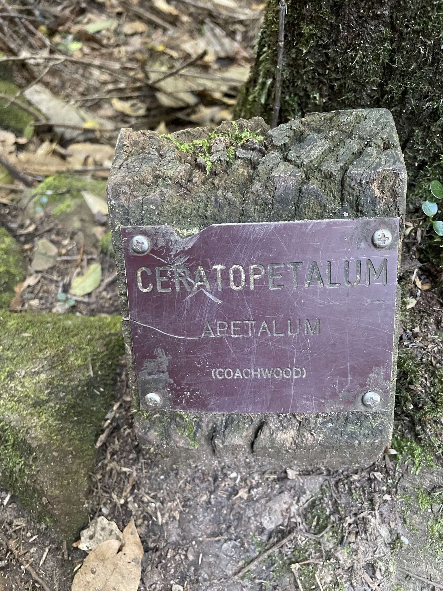 Image of Ceratopetalum apetalum D. Don