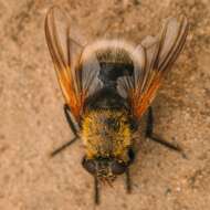 Sivun Mesembrina mystacea (Linnaeus 1758) kuva