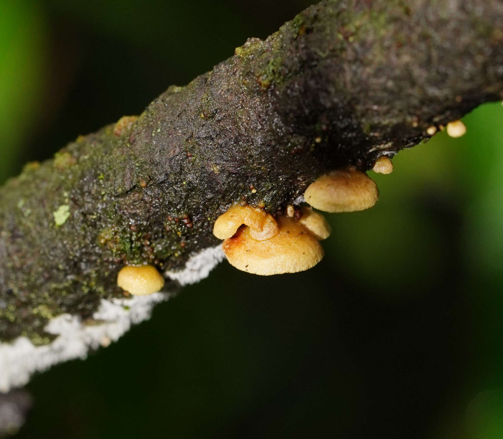 Image of Crepidotus stromaticus (Cooke & Massee) Sacc. 1887