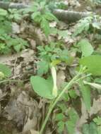 Image of Aristolochia lutea Desf.