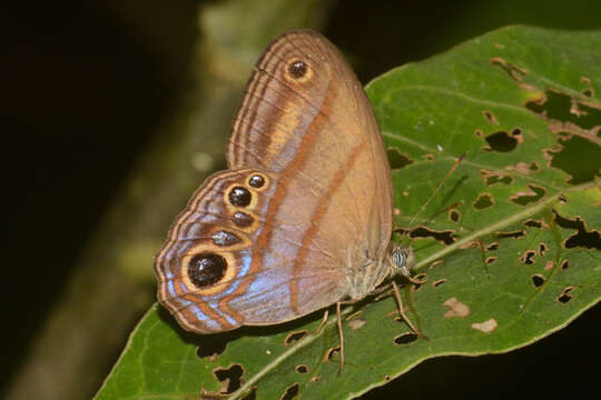 Image of Chloreuptychia tolumnia Cramer 1779