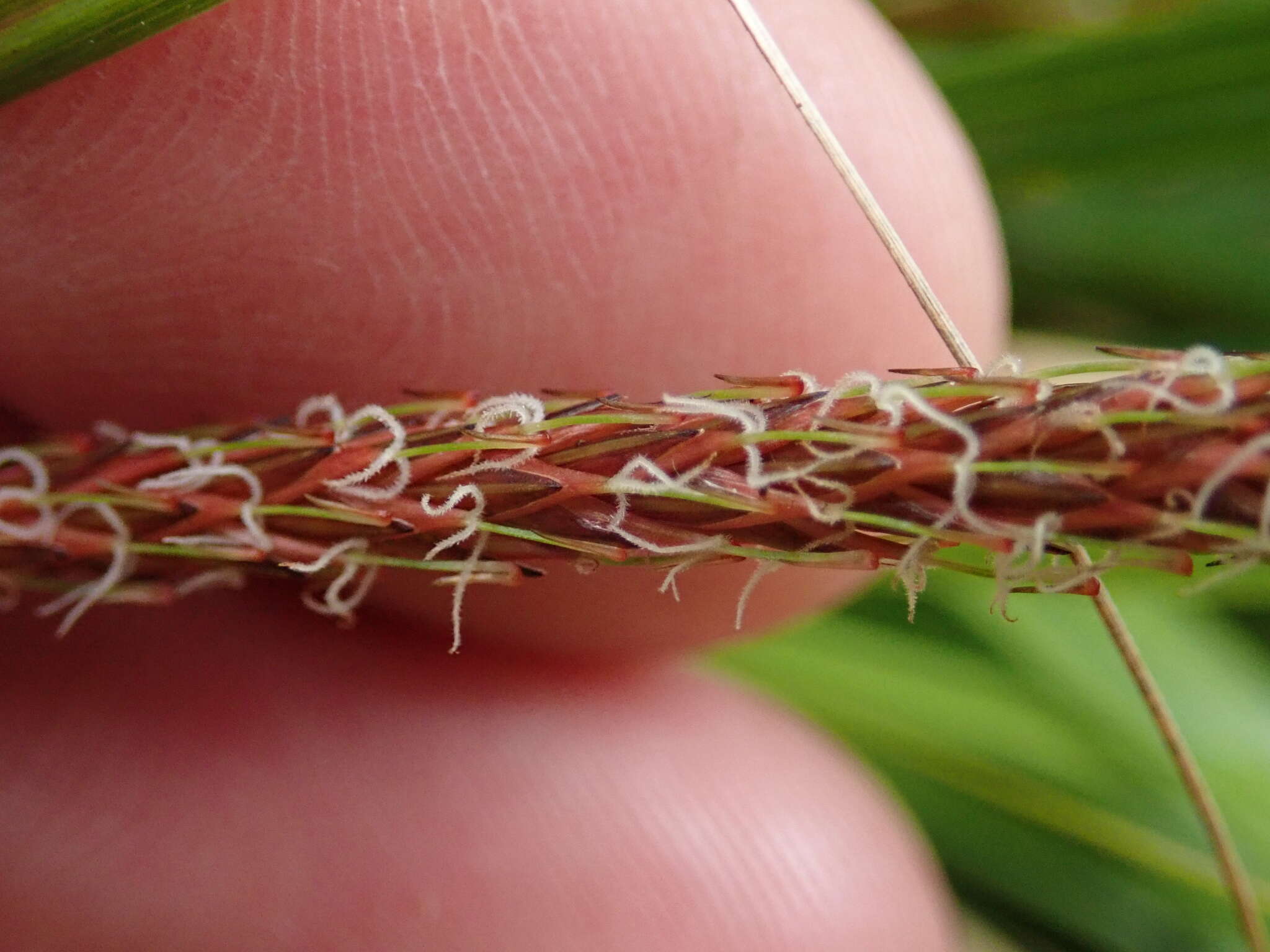 Image de Carex uncinata L. fil.