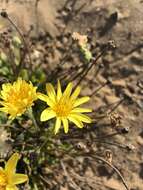 Plancia ëd Agoseris apargioides (Less.) Greene