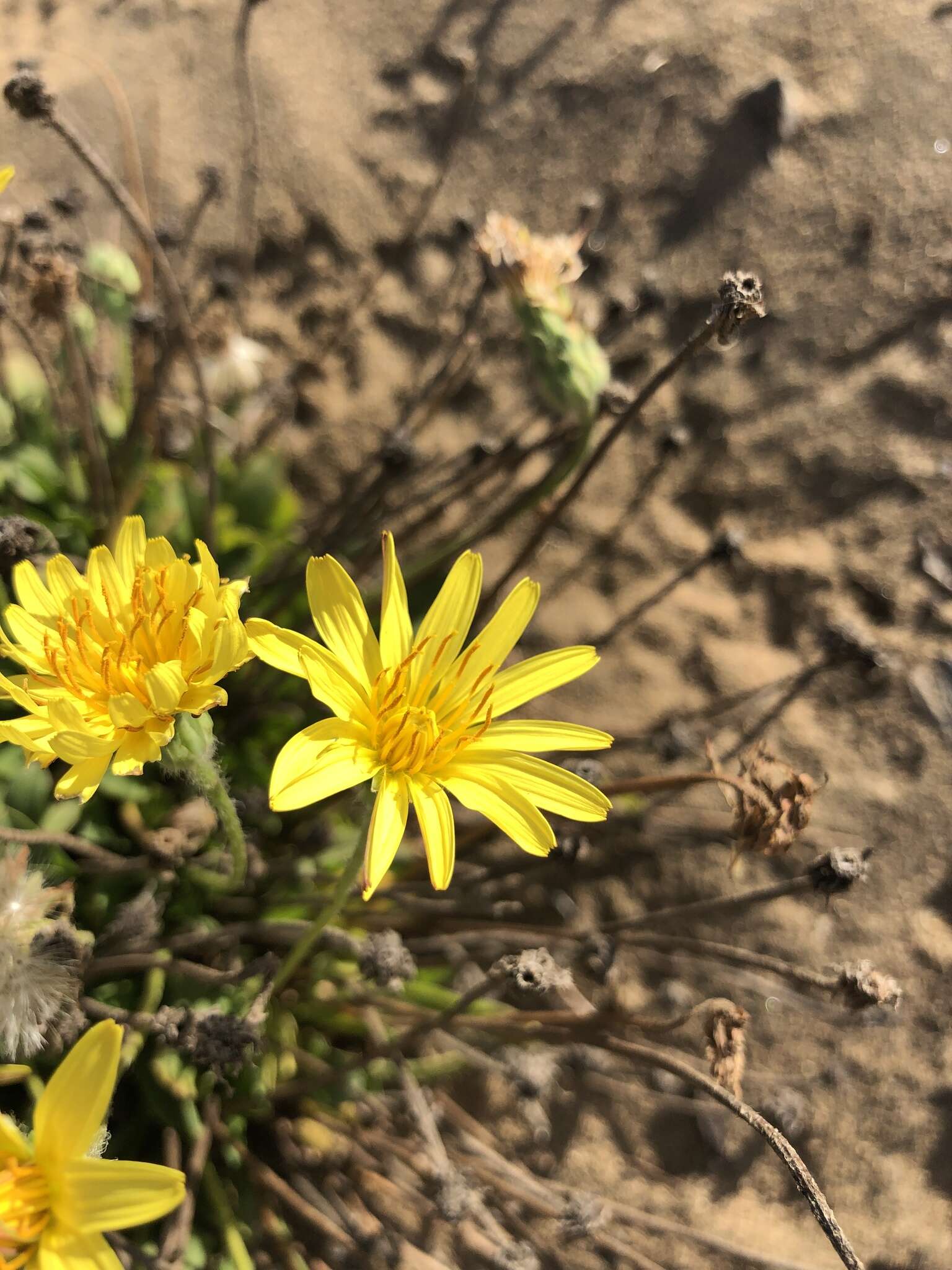 Image of woolly goat chicory