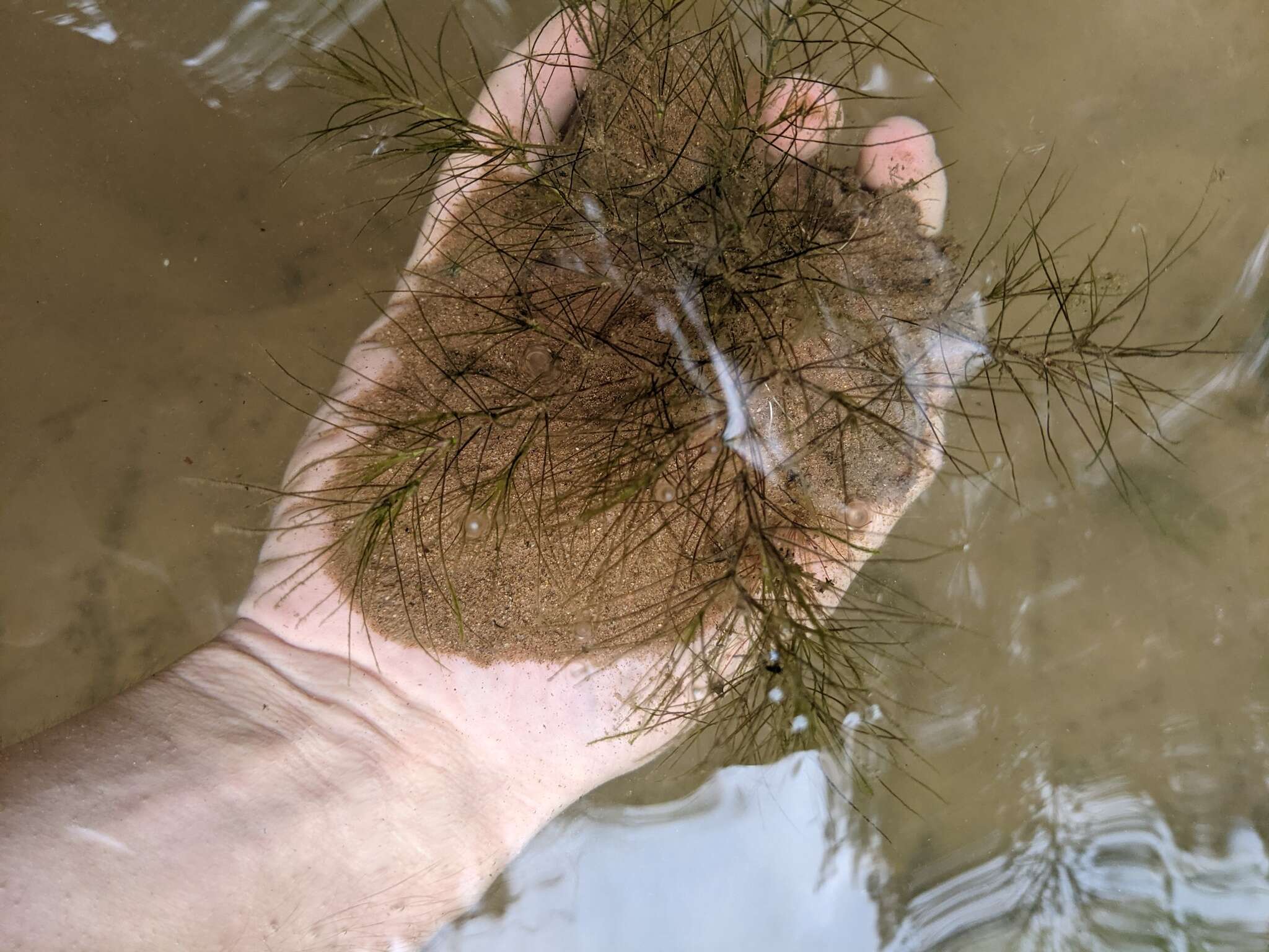 Image of slender waternymph