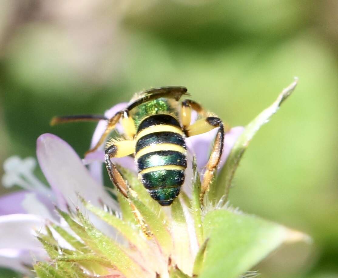 Image of Agapostemon poeyi (Lucas 1856)