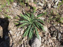 Oenothera cespitosa Nutt. resmi