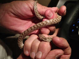 Image of Desert Night Snake